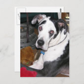 Harlequin Great Dane Briefkaart (Voorkant / Achterkant)