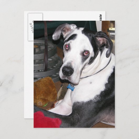 Harlequin Great Dane Briefkaart (Voorkant / Achterkant)