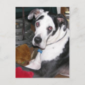 Harlequin Great Dane Briefkaart (Voorkant)