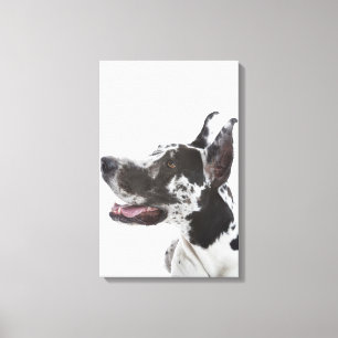 Harlequin Great Dane Canvas Afdruk