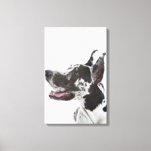 Harlequin Great Dane Canvas Afdruk (Voorkant)