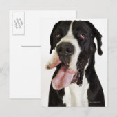 Harlequin Great Dane, dichtbij wit Briefkaart (Voorkant / Achterkant)