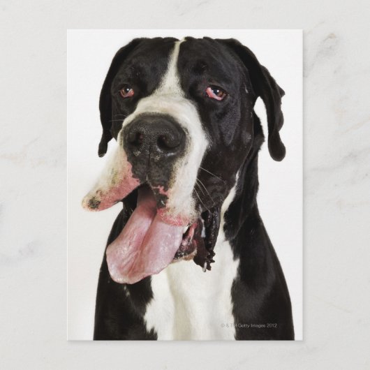 Harlequin Great Dane, dichtbij wit Briefkaart (Voorkant)