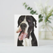 Harlequin Great Dane, dichtbij wit Briefkaart (Staand voorkant)