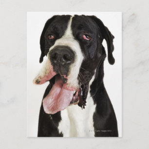 Harlequin Great Dane, dichtbij wit Briefkaart