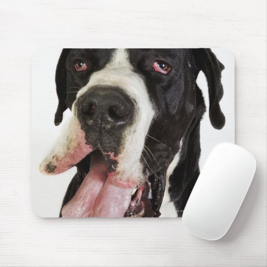 Harlequin Great Dane, dichtbij wit Muismat (Met muis)