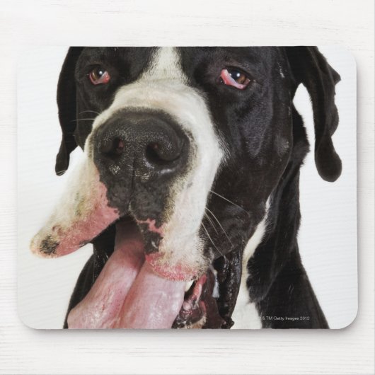 Harlequin Great Dane, dichtbij wit Muismat (Voorkant)