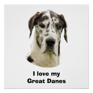 Harlequin Great Dane foto Poster