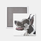 Harlequin Great Dane Magneet (Voorkant / Achterkant)