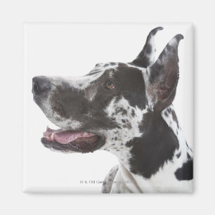 Harlequin Great Dane Magneet