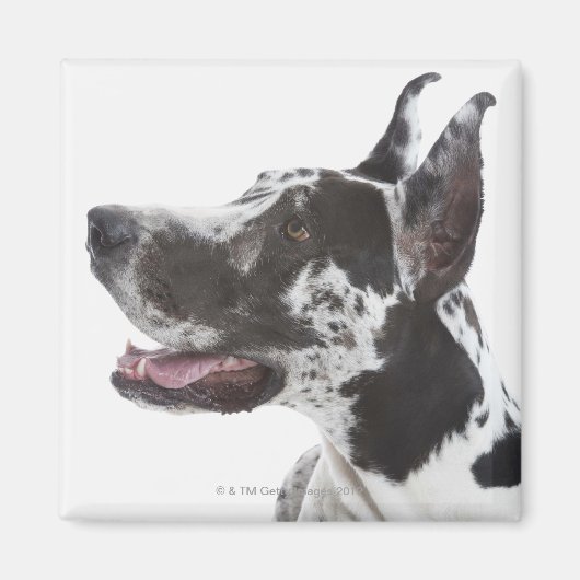 Harlequin Great Dane Magneet (Voorkant)