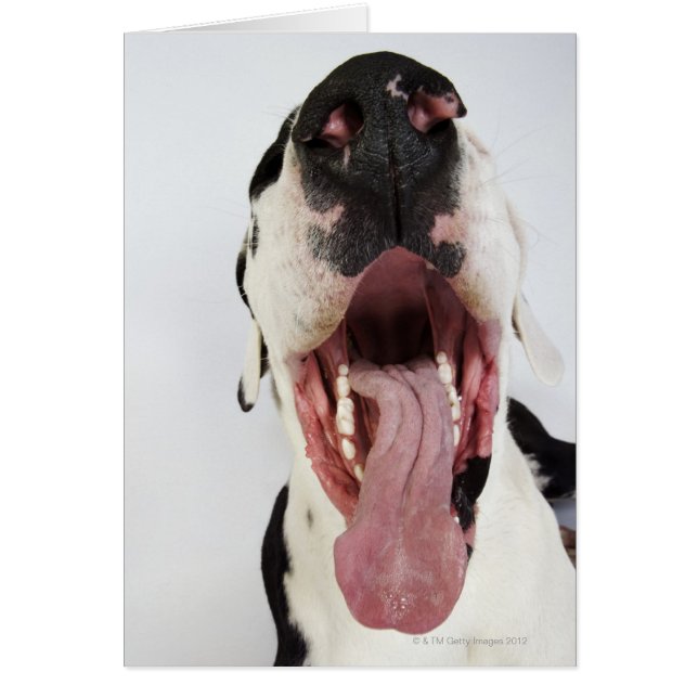 Harlequin Great Dane met open mond, close-up, (Voorkant)