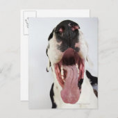 Harlequin Great Dane met open mond, close-up, Briefkaart (Voorkant / Achterkant)