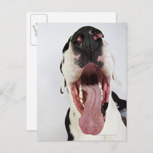 Harlequin Great Dane met open mond, close-up, Briefkaart (Voorkant / Achterkant)
