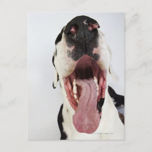 Harlequin Great Dane met open mond, close-up, Briefkaart