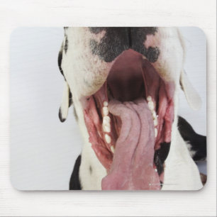 Harlequin Great Dane met open mond, close-up, Muismat