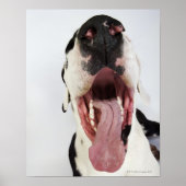 Harlequin Great Dane met open mond, close-up, Poster (Voorkant)