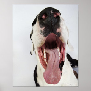 Harlequin Great Dane met open mond, close-up, Poster