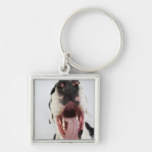 Harlequin Great Dane met open mond, close-up, Sleutelhanger