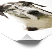 Harlequin Great Dane Portret Foto Afdruk (Hoek)
