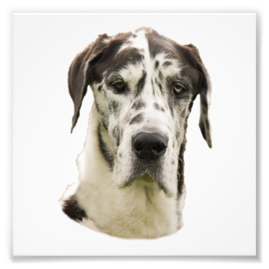 Harlequin Great Dane Portret Foto Foto Afdruk (Voorkant)