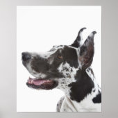 Harlequin Great Dane Poster (Voorkant)