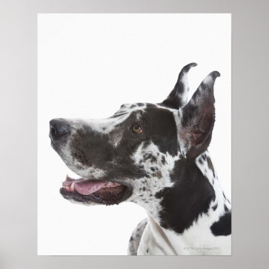 Harlequin Great Dane Poster (Voorkant)
