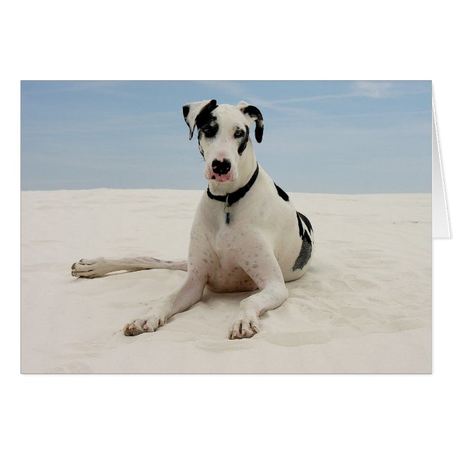 Harlequin Great Dane Puppy Dog Card - Verse (Voorkant Horizontaal)