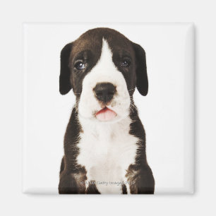 Harlequin Great Dane puppy op witte achtergrond Magneet