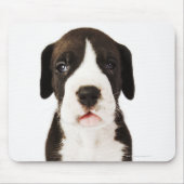 Harlequin Great Dane puppy op witte achtergrond Muismat (Voorkant)