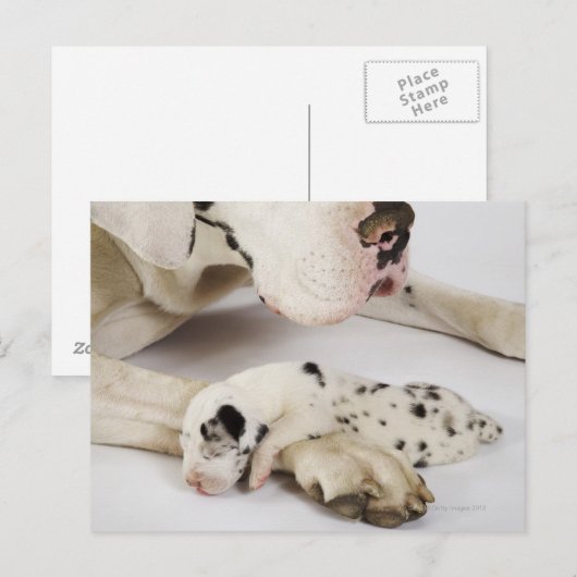 Harlequin Great Dane puppy slaapt op moeder Briefkaart (Voorkant / Achterkant)