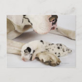 Harlequin Great Dane puppy slaapt op moeder Briefkaart (Voorkant)