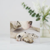Harlequin Great Dane puppy slaapt op moeder Briefkaart (Staand voorkant)