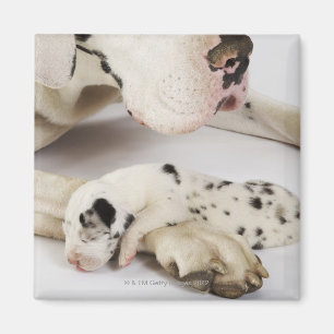 Harlequin Great Dane puppy slaapt op moeder Magneet