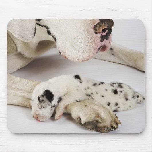 Harlequin Great Dane puppy slaapt op moeder Muismat (Voorkant)