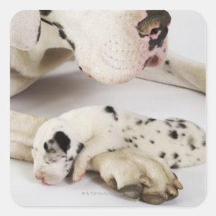 Harlequin Great Dane puppy slaapt op moeder Vierkante Sticker