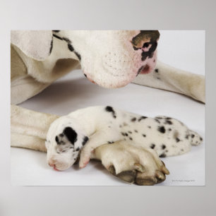 Harlequin Great Dane puppy slaapt op moeders Poster