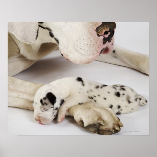 Harlequin Great Dane puppy slaapt op moeders Poster (Voorkant)