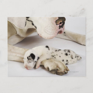 Harlequin Great Dane puppy sleeping on mother's Briefkaart