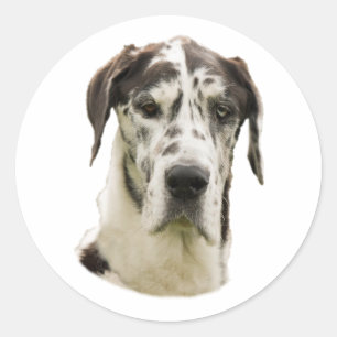 Harlequin Grote Deen hond foto Ronde Sticker