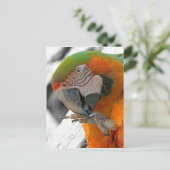 Harlequin Macaw Foot Briefkaart (Staand voorkant)