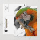 Harlequin Macaw Foot Briefkaart (Voorkant / Achterkant)