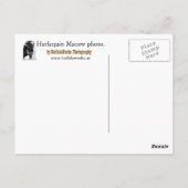 Harlequin Macaw Foot Briefkaart (Achterkant)