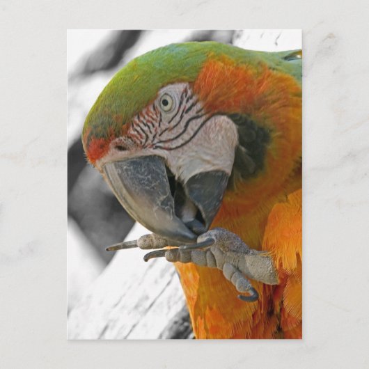 Harlequin Macaw Foot Briefkaart (Voorkant)