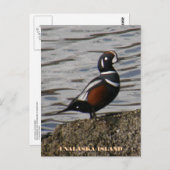 Harlequin Male Duck, Unalaska Island Briefkaart (Voorkant / Achterkant)