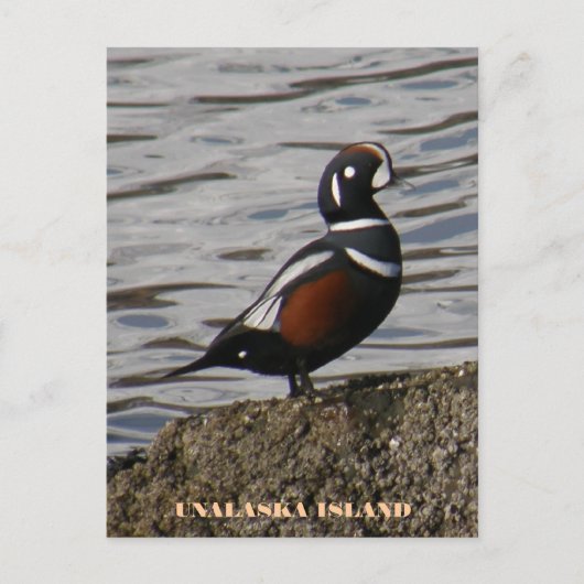 Harlequin Male Duck, Unalaska Island Briefkaart (Voorkant)