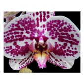 Harlequin Moth Orchid Foto Glossy Perfect Poster (Voorkant)