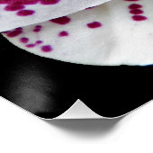 Harlequin Moth Orchid Foto Glossy Perfect Poster (Hoek)