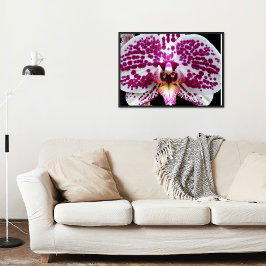 Harlequin Moth Orchid Foto Glossy Perfect Poster