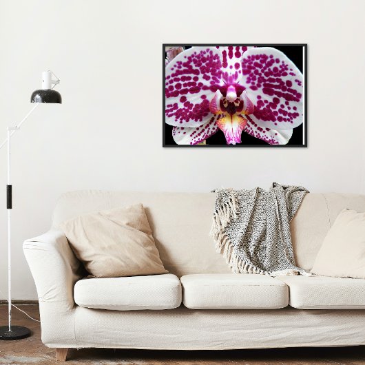 Harlequin Moth Orchid Foto Glossy Perfect Poster
